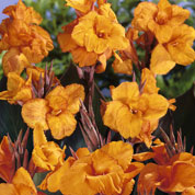 Canna Naranja Wyoming